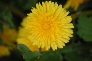 1384667 81047368 300x198 Let wilted dandelions keep me from a wilted heart
